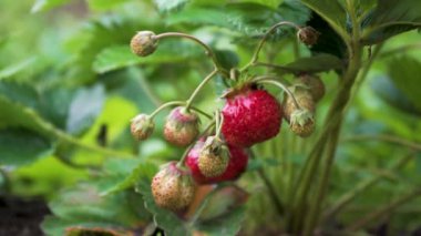 Yeşil Yapraklar 'da Kırmızı Bahçe Çilekleri. Çilek tarlasında hasat, hasat. Organik Tarım Endüstrisi.