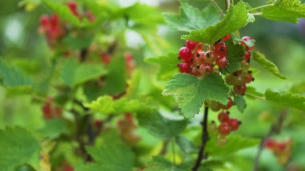 Une grappe mûrissante de courants rouges sur une branche. Agriculture biologique. (Cassis rouge, Ribes Rubrum) Baies Gros plan sur fond naturel vert.