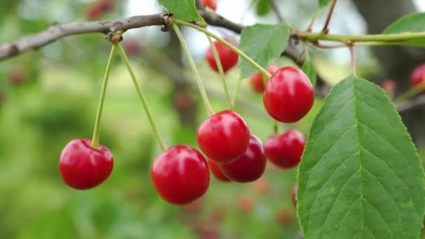 靠近花园一棵树上的成熟樱桃的枝条 有机农业工业 红色的野生森林在夏天的丛林里生长 在风中摇曳 — 图库视频影像