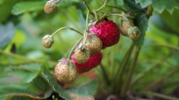 Φράουλες Red Ripe Garden Πράσινα Φύλλα Συγκομιδή Συγκομιδή Χωράφι Φράουλες — Αρχείο Βίντεο