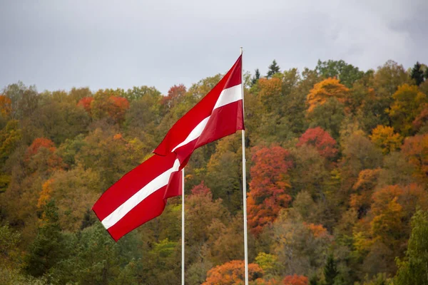 Lettland Flaggor Vinka Vinden Mot Blå Himmel Hösten Lettlands Flagga — Stockfoto