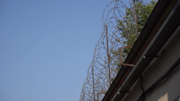 Coils Barbed Wire Fence Язничні Клітини Язниця Деталь Язнення Злочинності — стокове відео