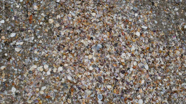 Mucchio Piccole Conchiglie Spiagge Sabbiose — Foto Stock
