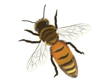 Arı - izole üzerinde beyaz arka plan - vektör. Doğal ürün kavramı