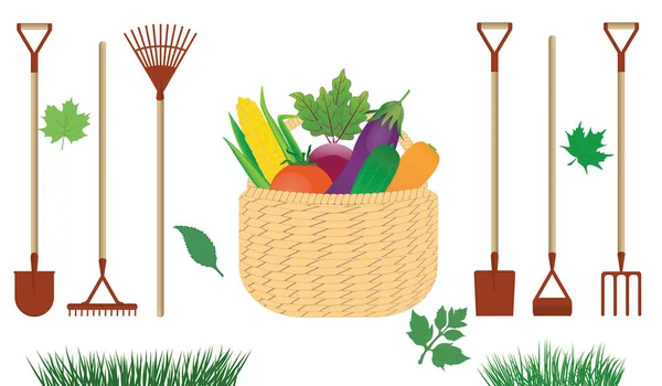 Ferramentas de jardinagem - cesta de vime com legumes, grama - isolado no fundo branco - vetor — Vetor de Stock