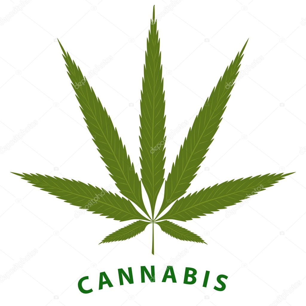 Cannabis leaf - isolated on white background - vector. Health concept. Medical cannabis concept Medicinal plants