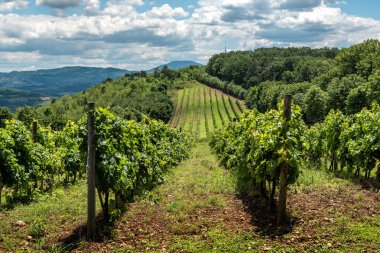 Üzüm bağları ve tepeler ile Sırp kırsal manzara