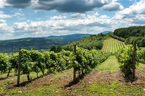 Paisagem Rural Sérvia Com Vinhas Colinas — Fotografia de Stock