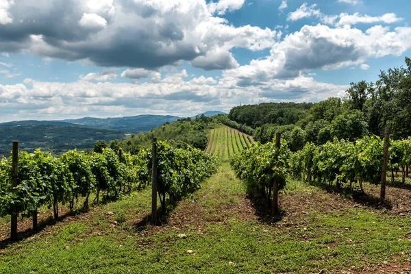 Paisagem Rural Sérvia Com Vinhas Colinas — Fotografia de Stock