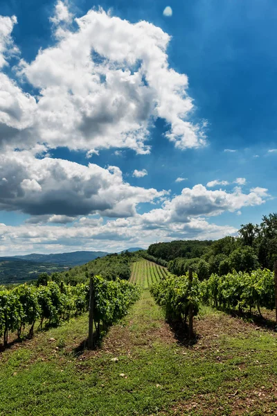 Serbische Ländliche Landschaft Mit Weinbergen Und Hügeln — Stockfoto