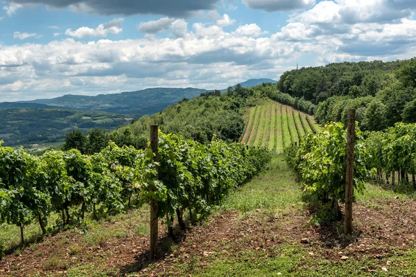 Paisagem Rural Sérvia Com Vinhas Colinas — Fotografia de Stock