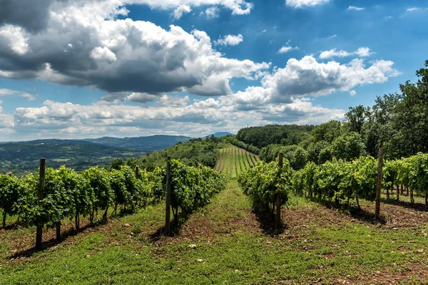 Serbische Ländliche Landschaft Mit Weinbergen Und Hügeln — Stockfoto