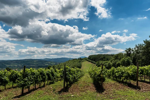 Serbische Ländliche Landschaft Mit Weinbergen Und Hügeln — Stockfoto