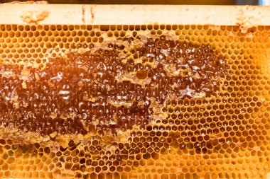 Arı peteği çerçeve bitmemiş bal ve balmumu parçaları ile