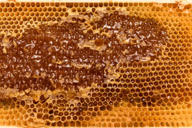 Arı peteği çerçeve bitmemiş bal ve balmumu parçaları ile