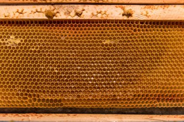 Arı peteği çerçeve bitmemiş bal ve balmumu parçaları ile