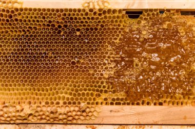 Arı peteği çerçeve bitmemiş bal ve balmumu parçaları ile