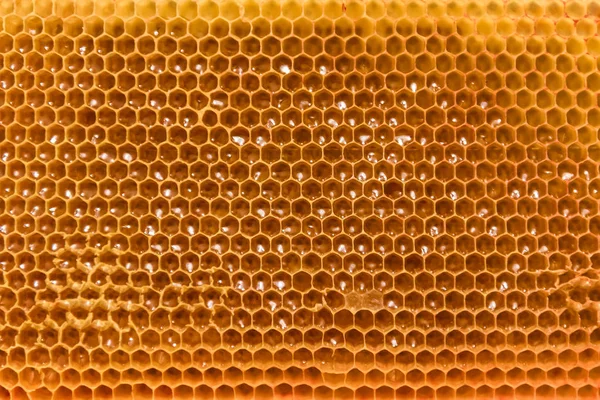 Včelí Plástev Rám Nedokončené Medu Součástmi Vosku — Stock fotografie