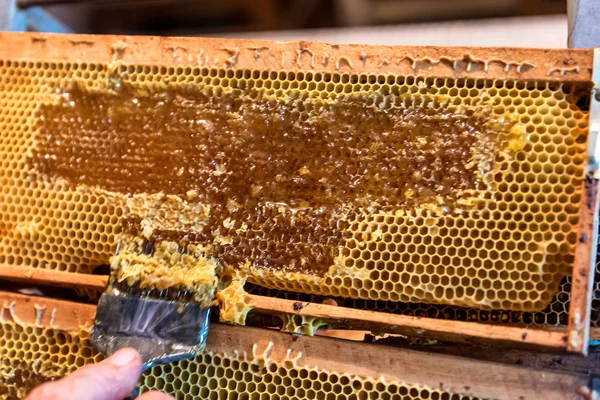 Beekeeping. The beekeeper removes the wax lids from honeycombs frames, preparing the frames for honey extraction