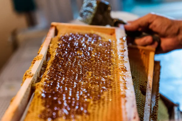 Beekeeping. The beekeeper removes the wax lids from honeycombs frames, preparing the frames for honey extraction