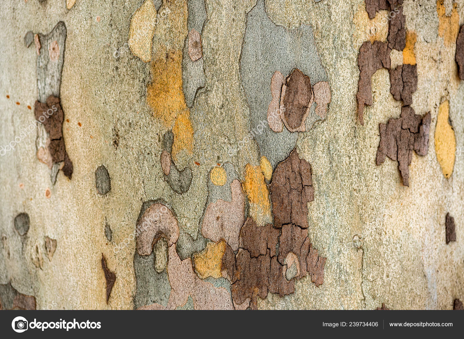 Texture Bark Sycamore Tree Stock Photo Image By C Wr7films Yaho Com