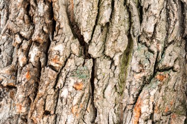 Meşe ağacı kabuğu dokusu