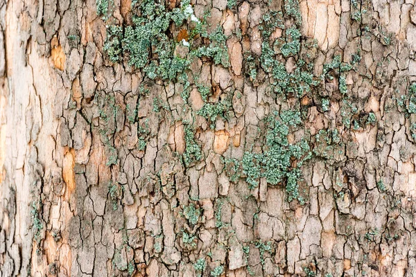 关闭榆树树皮与绿色苔藓 — 图库照片