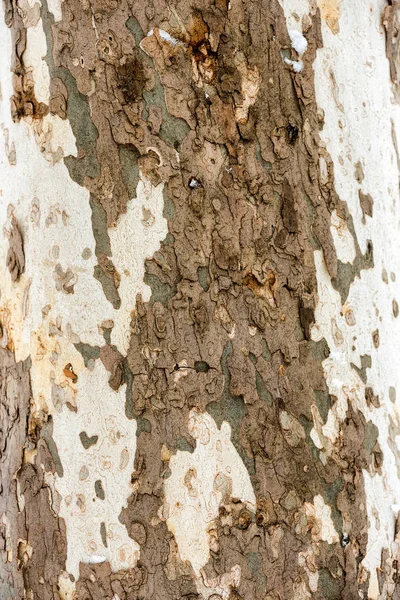 Çınar Ağacı Kabuğu Dokusu — Stok fotoğraf