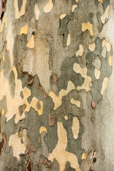 シカモアの木の樹皮の質感 — ストック写真