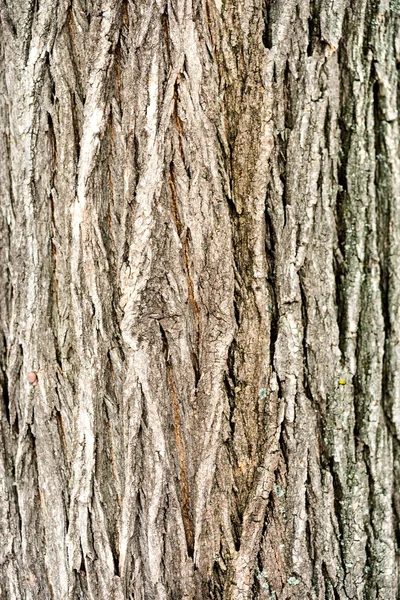 樫の木の樹皮の質感 — ストック写真