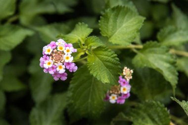Umbelanterna çiçeği, Lantana Camara, yakın çekim fotoğraf, seçici odak