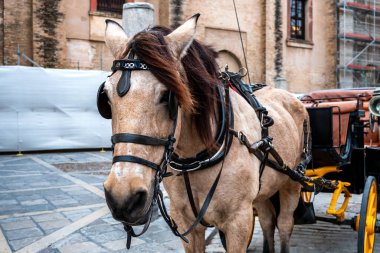 Sevilla, Endülüs, Güney İspanya 'da Geleneksel At ve Araba