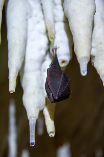 Morcego Pequeno Caverna — Fotografia de Stock