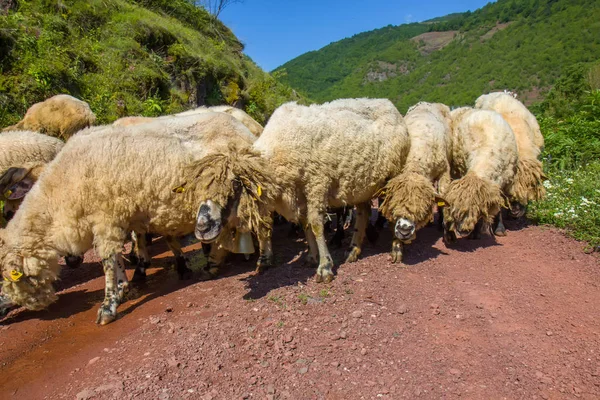 Sheeps on the village road in Serbia