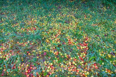 Bahçede yeşil çim düşmüş çürük elma