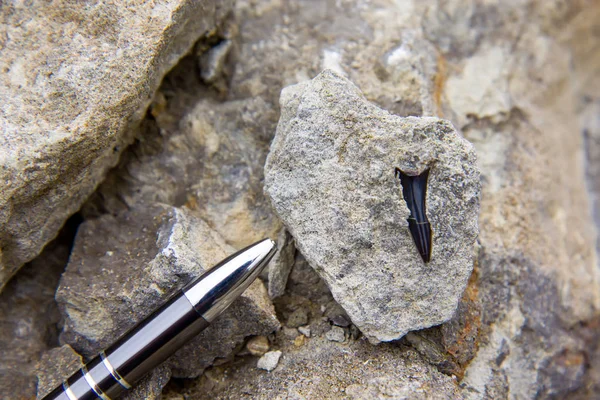 Fossiliserade haj tänder i sedimenten med Penn förhållande — Stockfoto