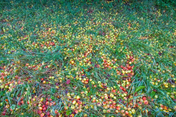 Fallen rotten apples on green grass in the garden
