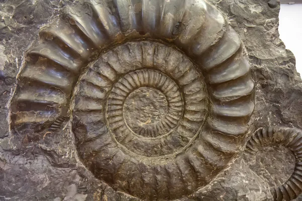 Fossile di ammonite a spirale — Foto Stock