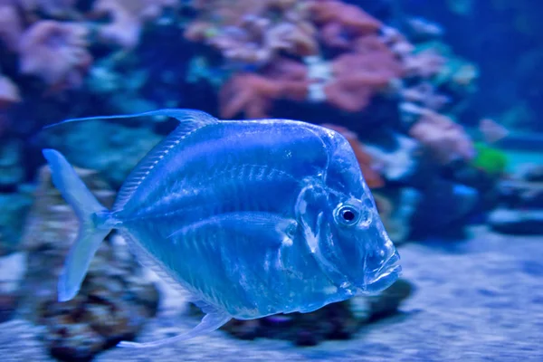 Tropiska fiskar Selene vomer — Stockfoto