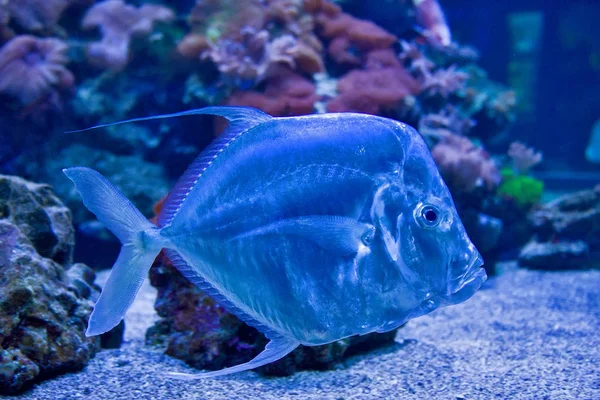 Poissons tropicaux Selene Vomer — Photo