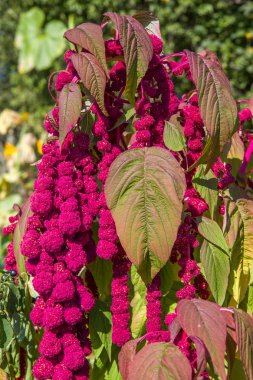 amaranthus uzunkuyruk çiçekler, aşk gibi bilinen kanama yatıyor