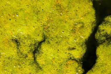 Yosun kirli su ile gölün yüzeyi