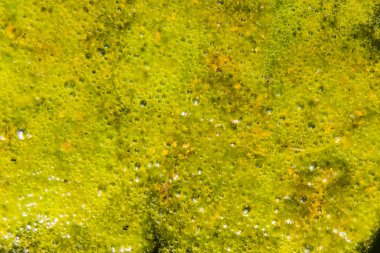 Yosun kirli su ile gölün yüzeyi