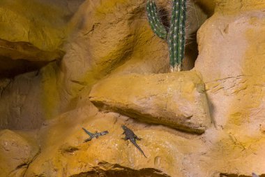 Baja mavi rock kertenkele