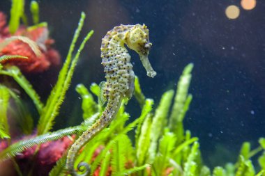Seagrass ve mavi su arasında dikenli deniz atı