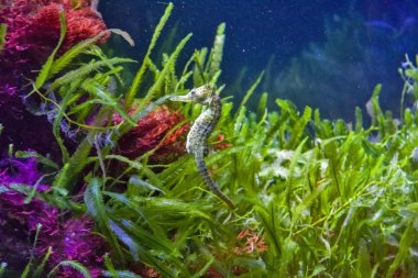 Seagrass ve mavi su arasında dikenli deniz atı