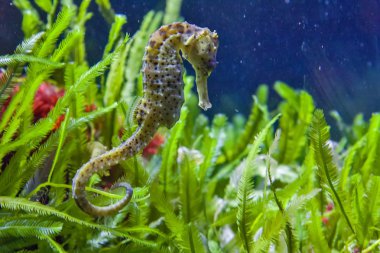 Seagrass ve mavi su arasında dikenli deniz atı