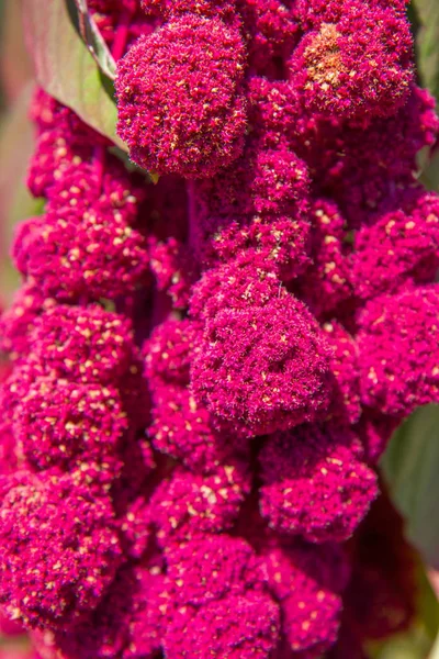 Amaranthus Caudatus flores, conocido como el Amor Miente Sangrado — Foto de Stock