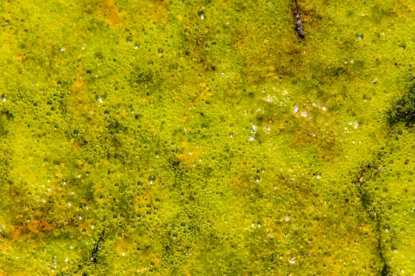 Oberfläche des Sees mit Algen verschmutztem Wasser — Stockfoto