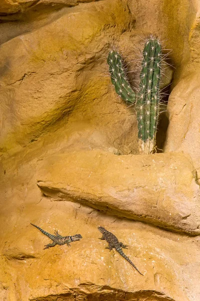 Baja blue rock lizard — Stock Photo, Image